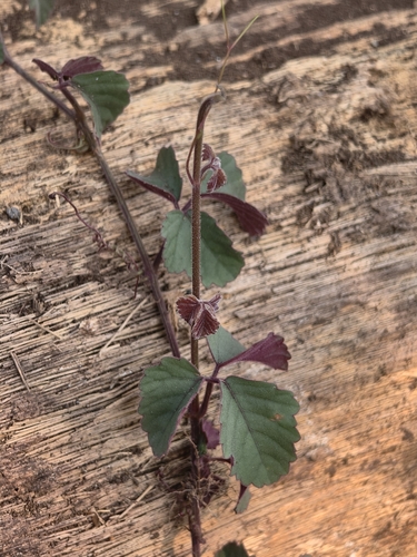 Causonis trifolia observed 2026-10-13
