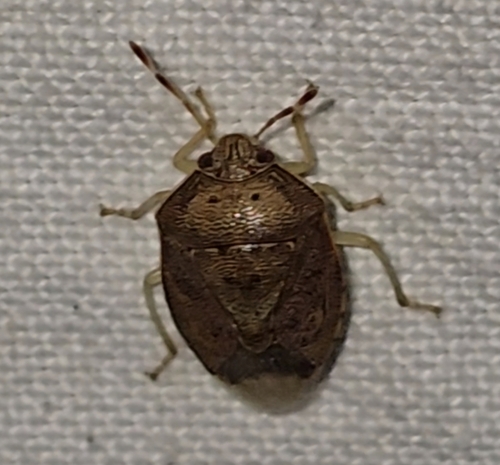 Menida spectabilis