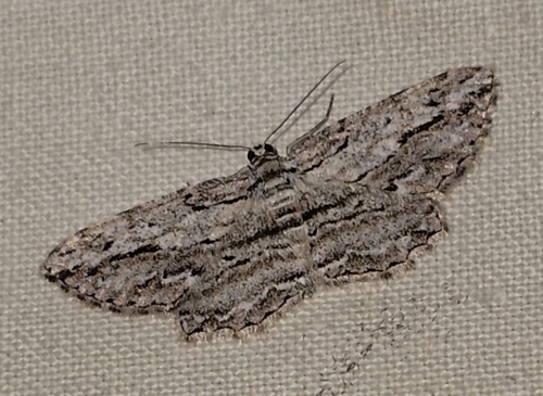Syneora acrotypa