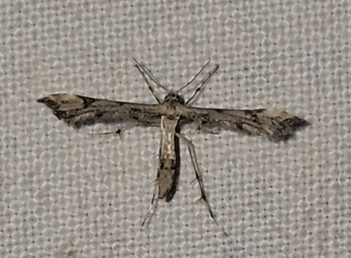 Lantana Plume Moth