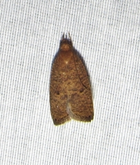 Psilocorsis reflexella