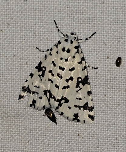 Thalatha guttalis