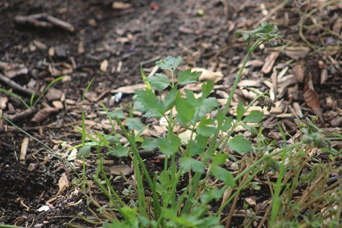 Apium graveolens observed 2026-10-12
