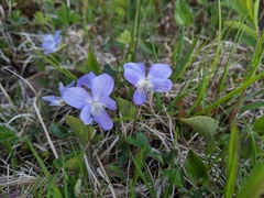Viola novae-angliae