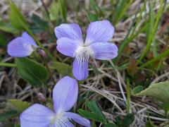 Viola novae-angliae