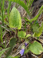 Viola novae-angliae