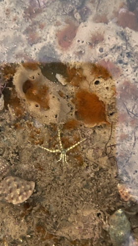 Ophiactis observed 2026-10-11