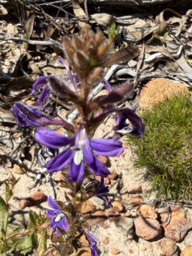 Scaevola glandulifera, 2026-10-12