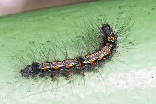 Four-spotted Footman