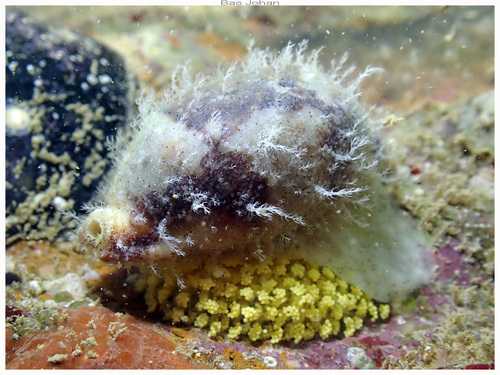 Bistolida stolida observed 2026-10-11