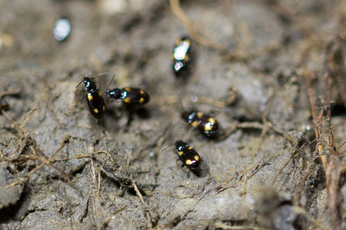 Tachyura diabrachys