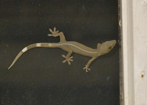 Gekko vittatus observed 2026-09-30