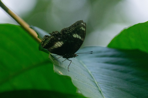 Great Eggfly
