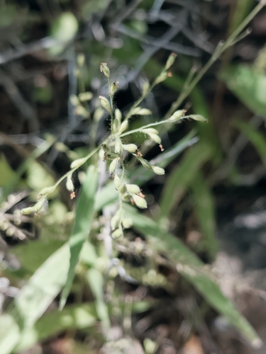 Urochloa arizonica, 2026-10-10