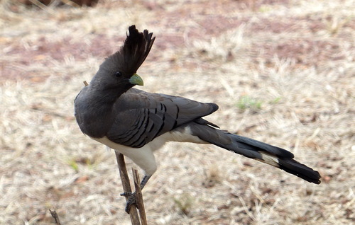 White-bellied Go-away-bird
