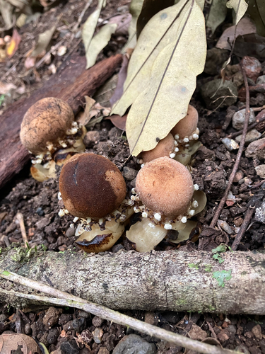 Balanophora fungosa observed 2026-10-13