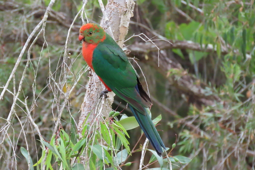Australian King Parrot