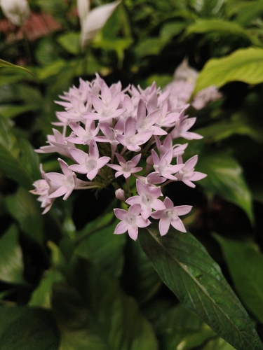 Pentas lanceolata observed 2026-10-13