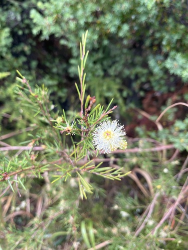 Melaleuca nodosa observed 2026-10-13