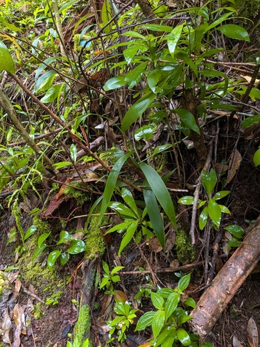 Setaria palmifolia observed 2026-10-05