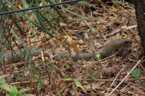 Eastern Brown Snake