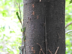 Oecophylla smaragdina