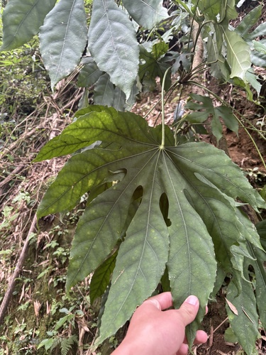 Fatsia polycarpa observed 2026-10-13