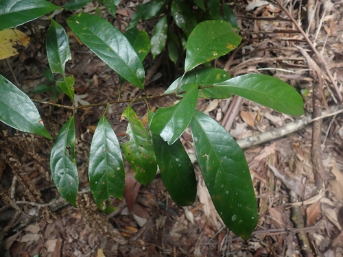 Elaeocarpus eumundi observed 2026-10-11