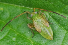 Adelphocoris lineolatus