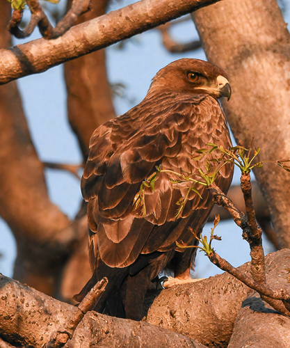 Wahlberg's Eagle
