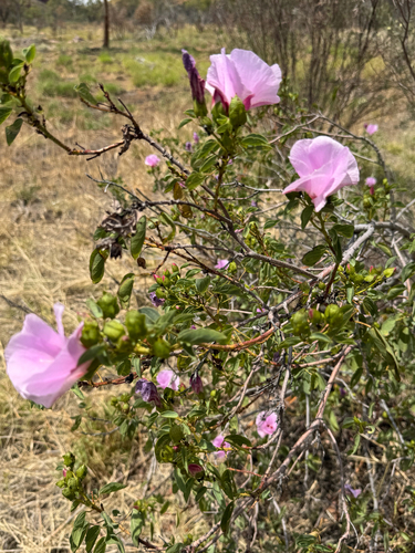 Gossypium sturtianum observed 2026-10-13
