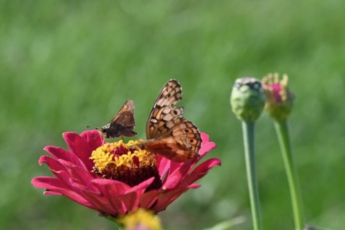 Variegated Fritillary