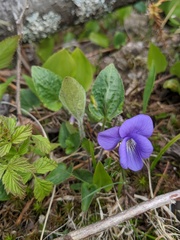 Viola novae-angliae