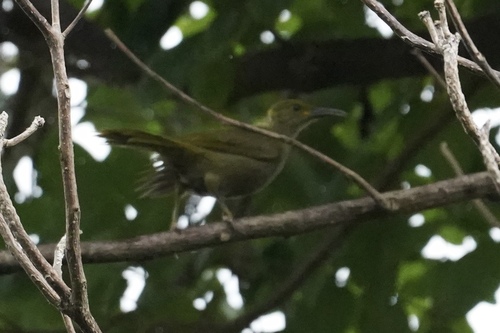 Gymnomyza viridis observed 2026-10-12