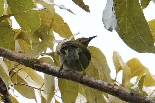 Gymnomyza viridis observed 2026-10-12