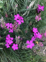 Dianthus carthusianorum