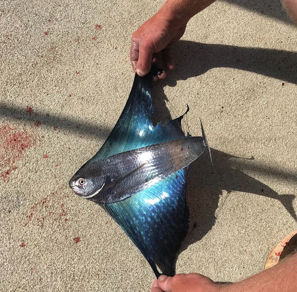 Pacific Fanfish
