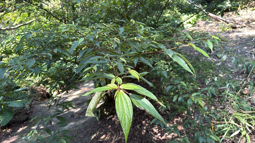 Oreocnide pedunculata observed 2026-10-13