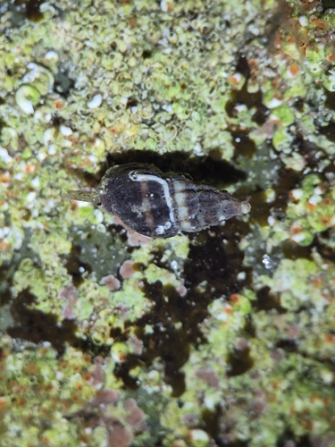 Nassarius fraterculus, 2026-10-08