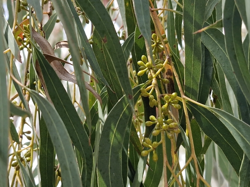 Eucalyptus mannifera observed 2026-10-13