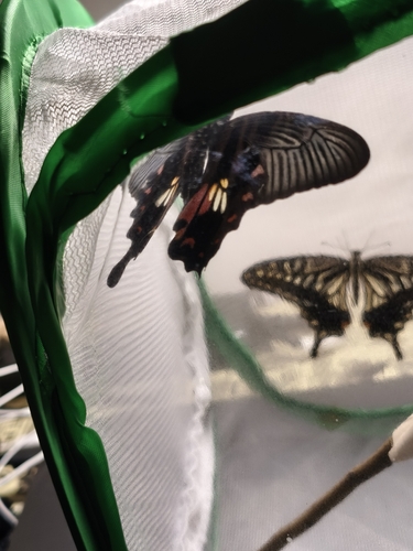 Common Mormon Swallowtail