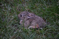 Sylvilagus floridanus