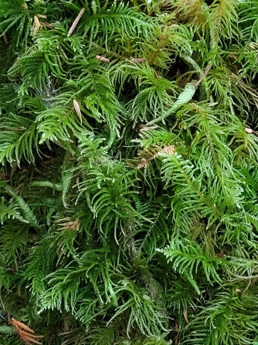 Kindbergia oregana observed 2026-10-12