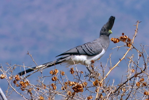 White-bellied Go-away-bird