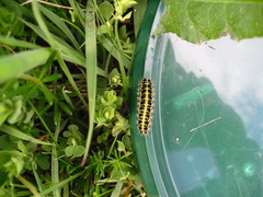 Zygaena filipendulae