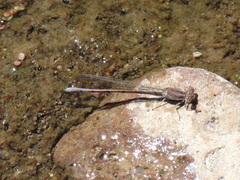 Argia pallens