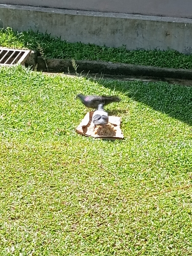 Feral Pigeon