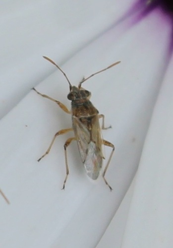 Nysius caledoniae observed 2026-10-13