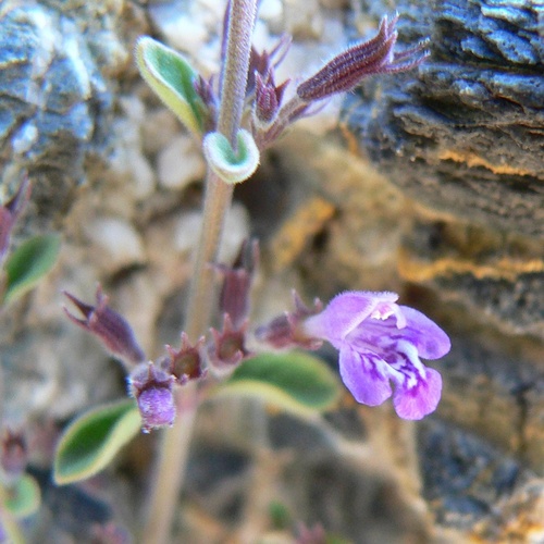 dwarf false pennyroyal