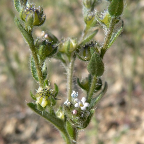 Lappula occidentalis cupulata